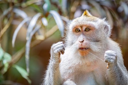 Playing With Bali Monkeys At The Ubud Monkey Forest Sanctuary