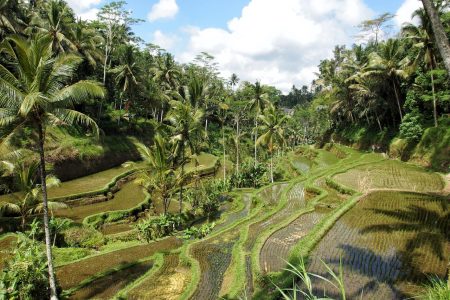Tegalalang Rice Terrace at Ubud, Bali