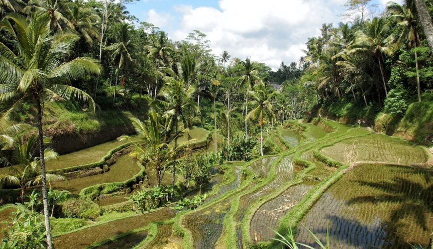 Tegalalang Rice Terrace at Ubud, Bali